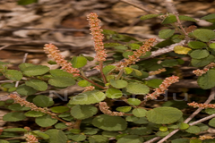 Acalypha alnifolia